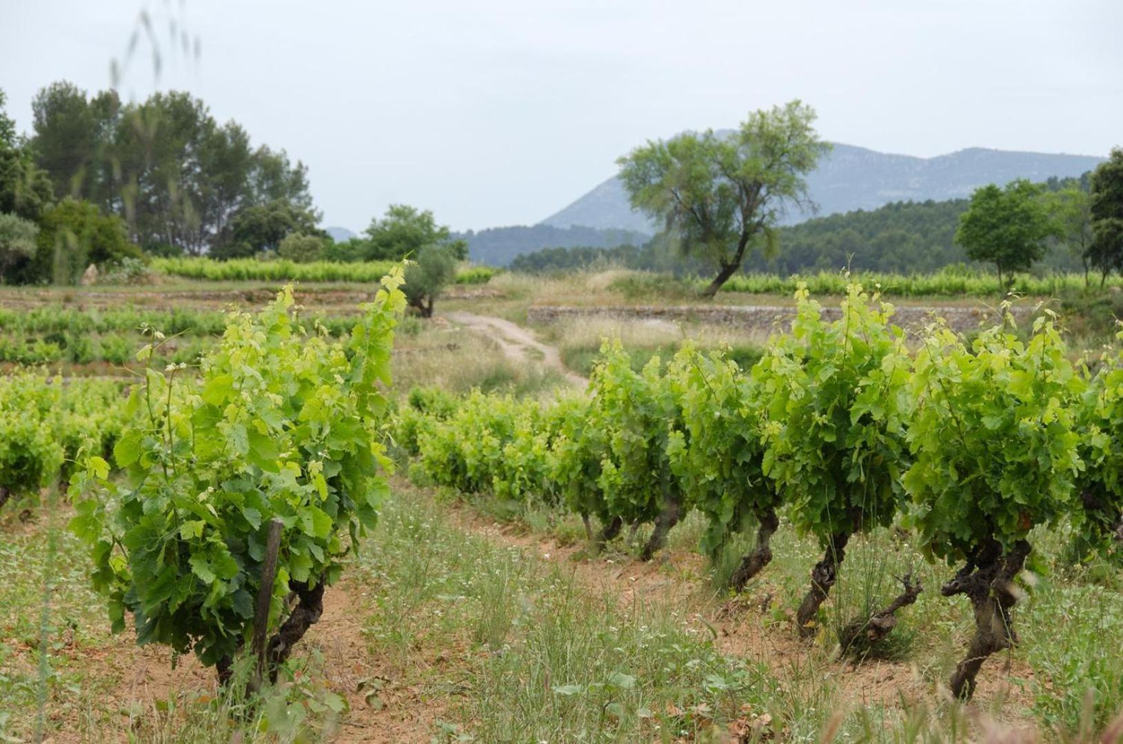 La Maison De Campagne Carces ภายนอก รูปภาพ